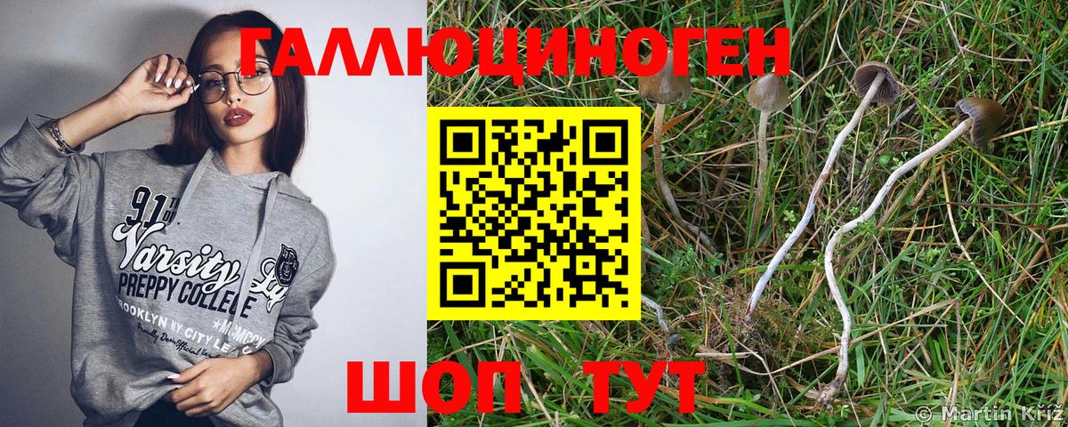 Псилоцибиновые грибы Psilocybe  Вход с VPN  Алушта 